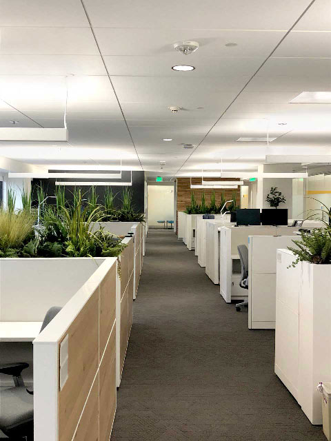 rows of silk plants in office space